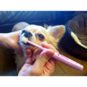  シグワン 超小型犬用 歯ブラシ