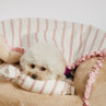 ルイスドッグ【louisdog】Sweet Candy Pillow
