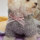 ルイスドッグ【louisdog】Fuzzy Fur Bunny Dress